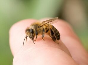Bee stings for penis enlargement