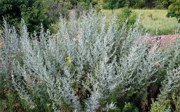 Decoction of wormwood helps enlarge the penis