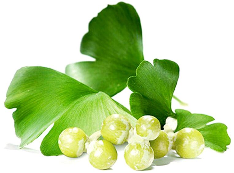 Ginkgo biloba leaves improve blood circulation in the penile tissue